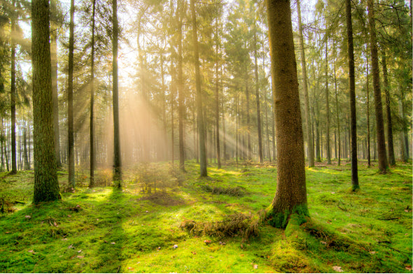 One tree is planted for every gallon of CUTEK® Extreme sold worldwide